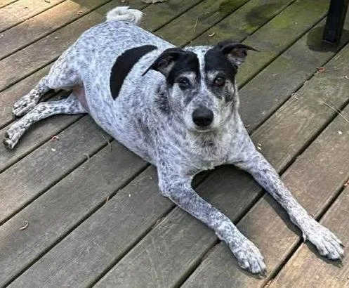 An adult medium-sized male Australian Cattle Dog / Blue Heeler dog named Curly for adoption in Mount Royal, NJ