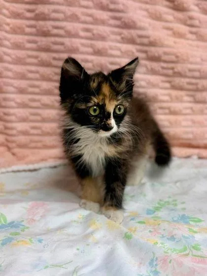 A baby small-sized female Domestic Long Hair cat named Jasmine for adoption in Visalia, CA