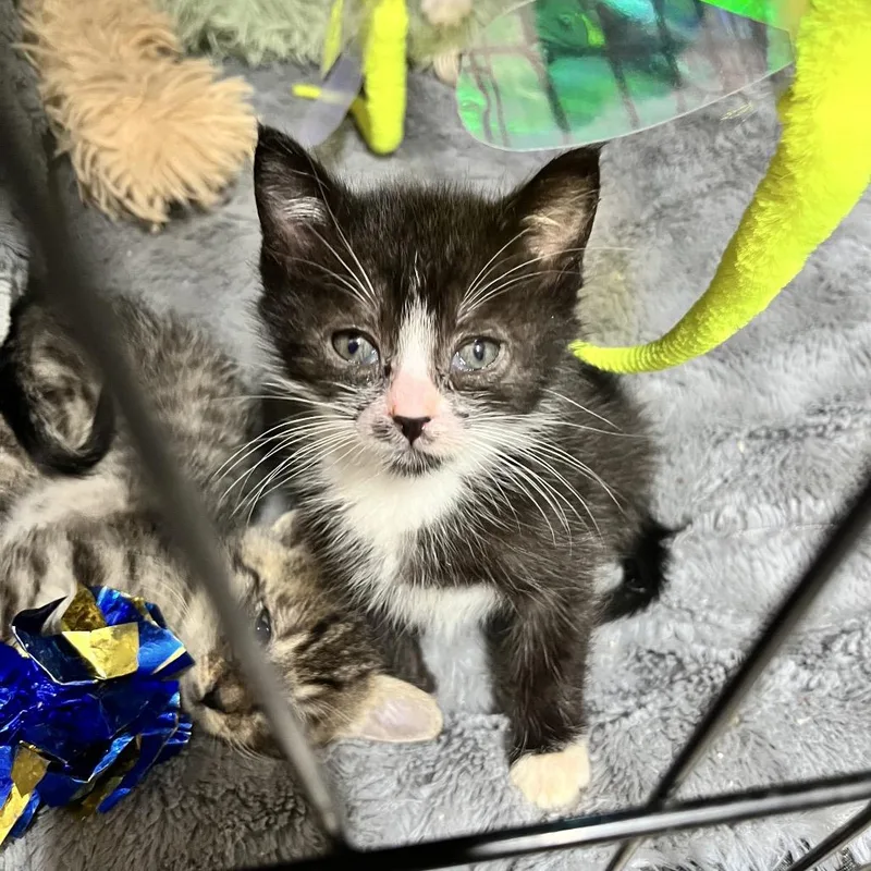 A baby small-sized male Black Domestic Short Hair cat named Moe for adoption in Maple Falls, WA