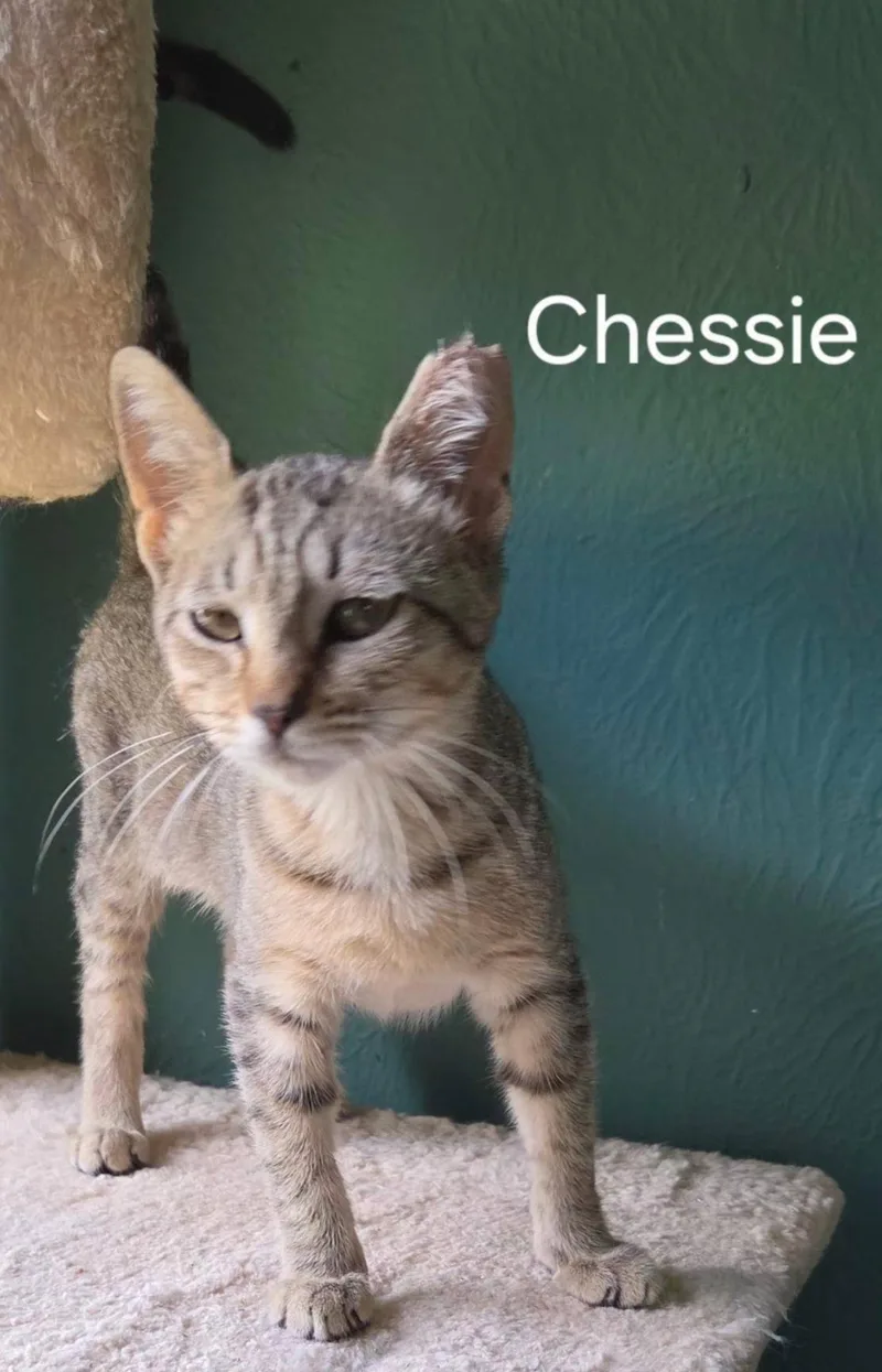 A baby medium-sized female Brown / Chocolate Domestic Short Hair cat named Chessie for adoption in Oviedo, FL
