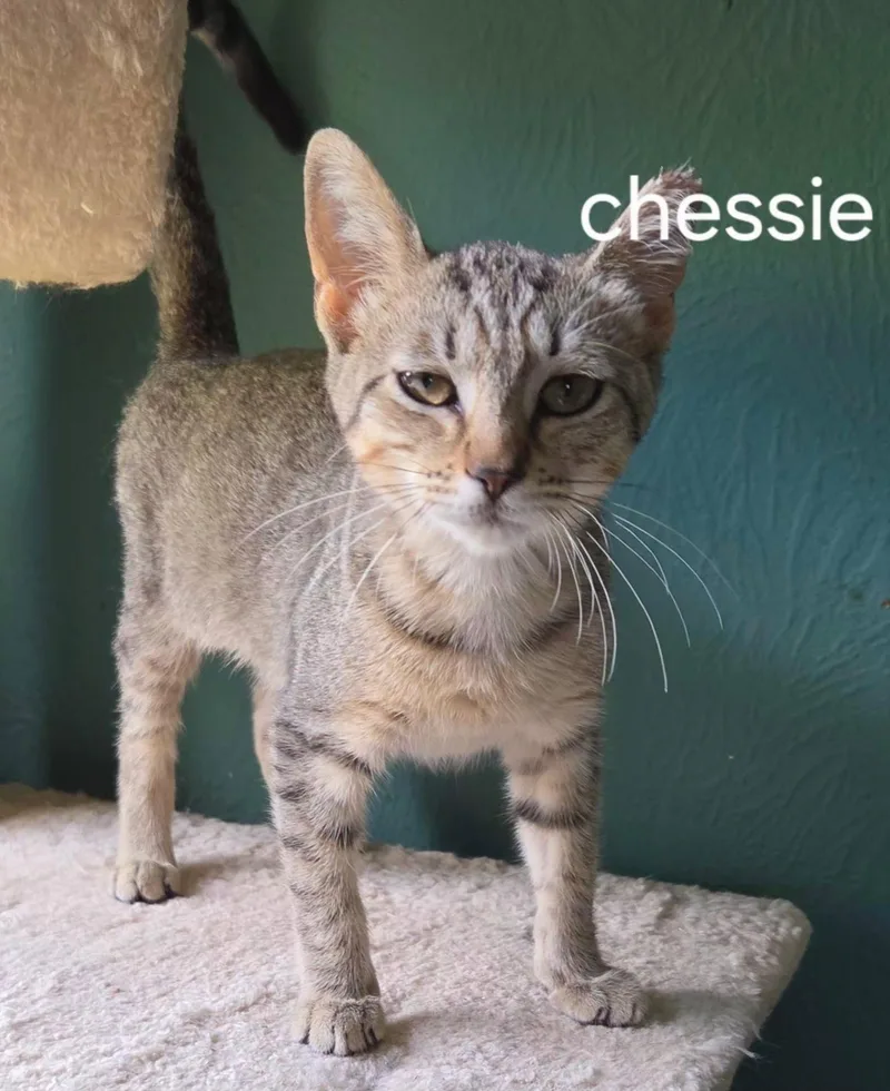 Chessie thumbnail 2