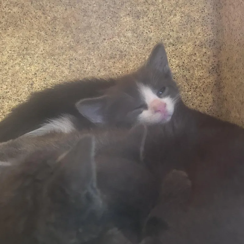 A baby small-sized female White Domestic Short Hair cat named Mochi for adoption in Philadelphia, PA