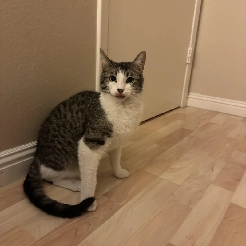 A young medium-sized female Domestic Short Hair cat named Dolly for adoption in Chandler, AZ