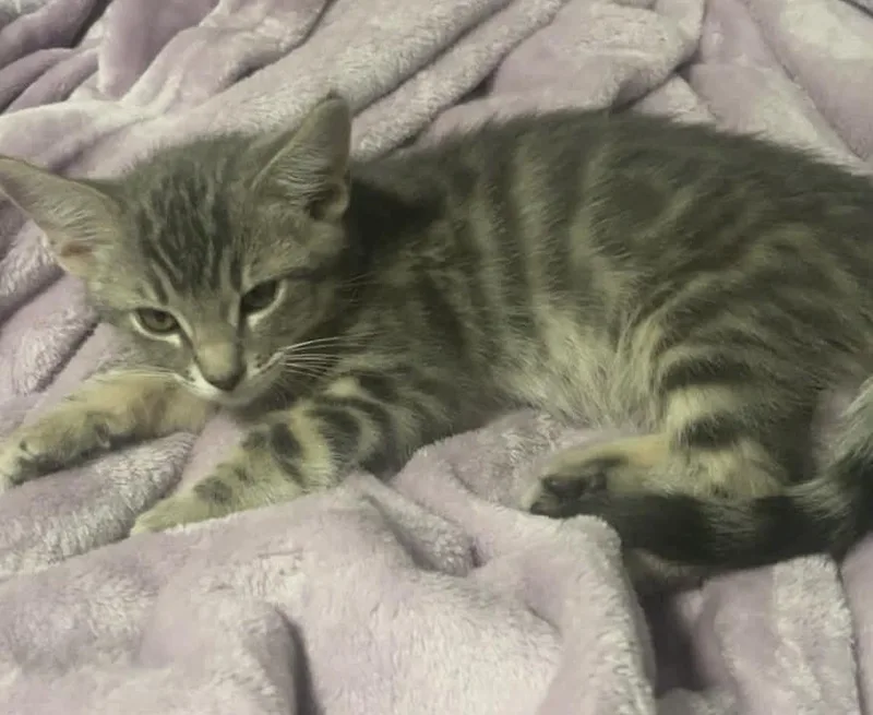 A young small-sized male Gray / Blue / Silver Domestic Short Hair cat named Cheba Naylor Bonded To for adoption in Chandler, AZ