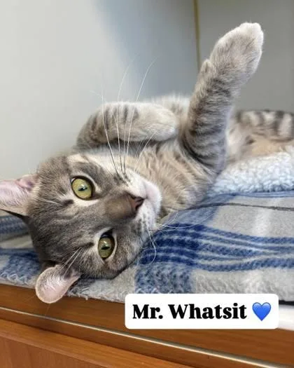Mr. Whatsit