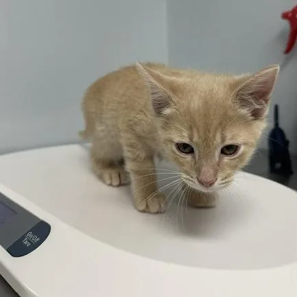 A baby small-sized male Buff / Tan / Fawn Domestic Short Hair cat named Citron for adoption in Indianapolis, IN