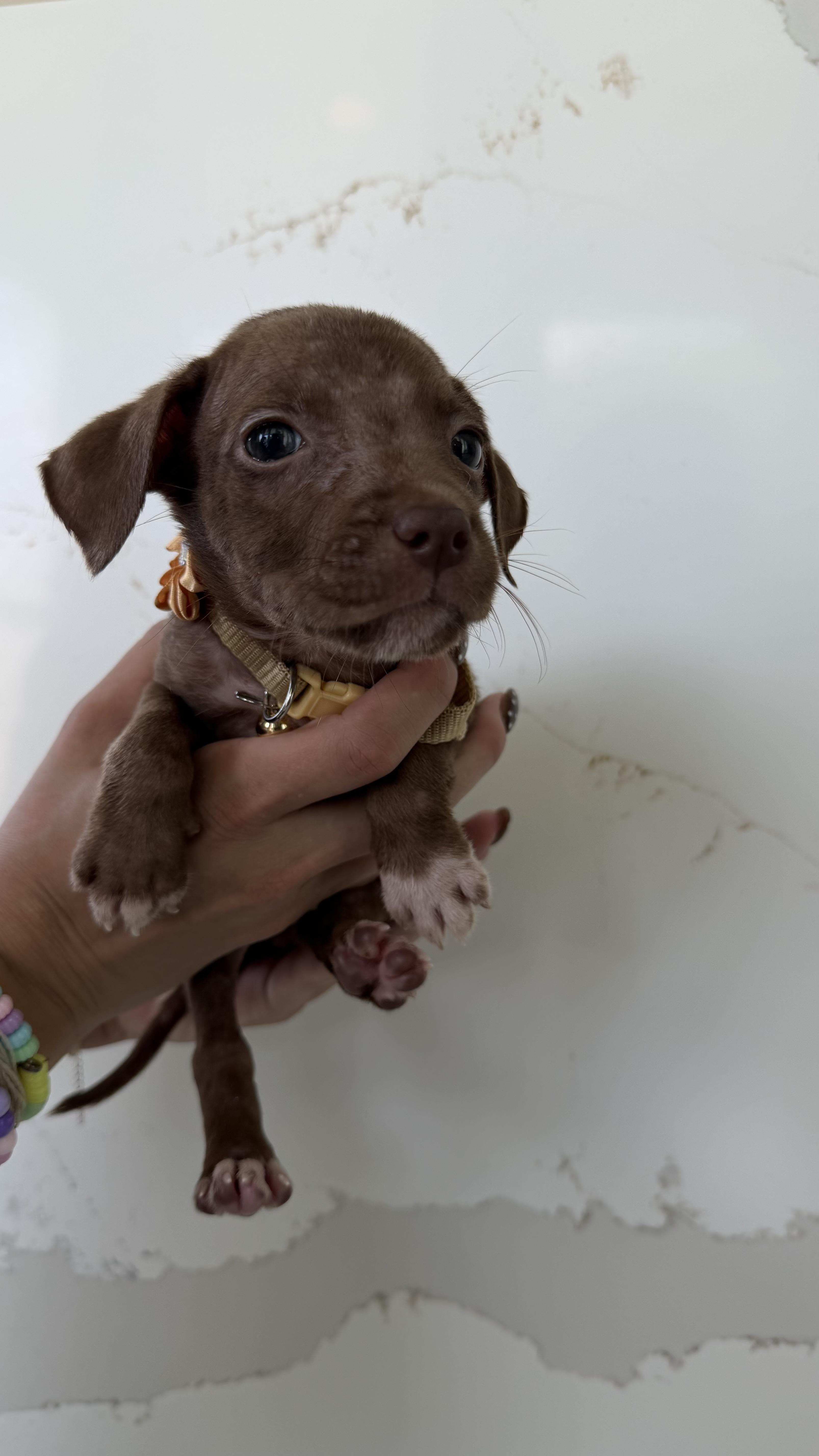 A baby medium-sized female Bicolor Chihuahua dog named Cici  A Tea for adoption in Carolina, PR