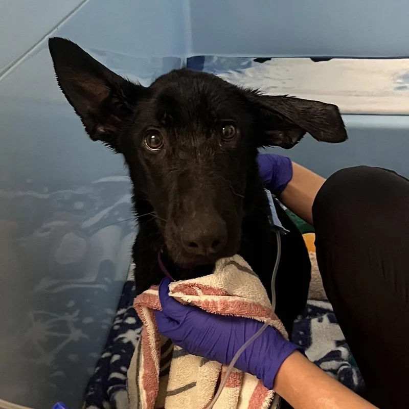 A young medium-sized female Black Mixed Breed dog named Ziva for adoption in Mentor, OH