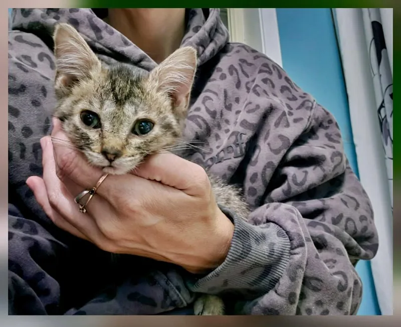 A baby medium-sized female Domestic Short Hair cat named Dandy for adoption in Detroit Lakes, MN