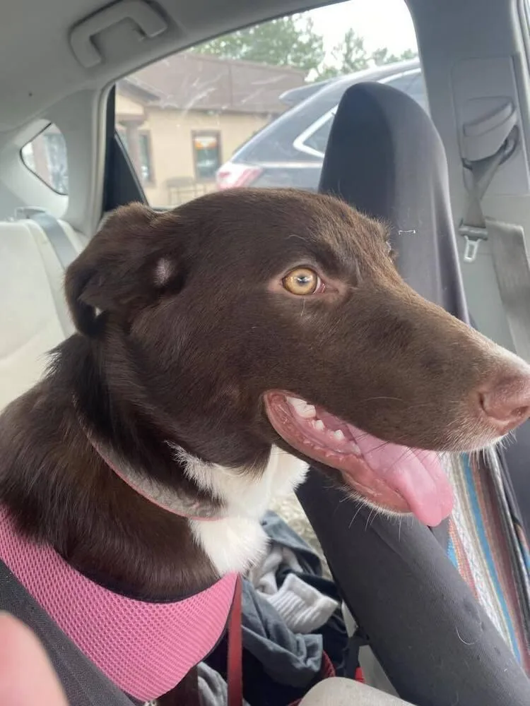 Cocoa Bean thumbnail 2