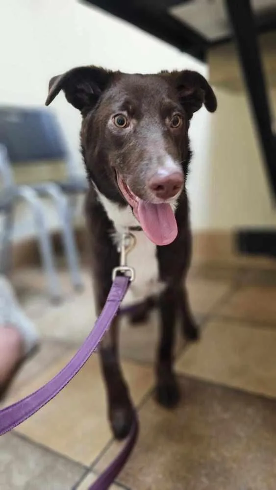 Cocoa Bean thumbnail 3