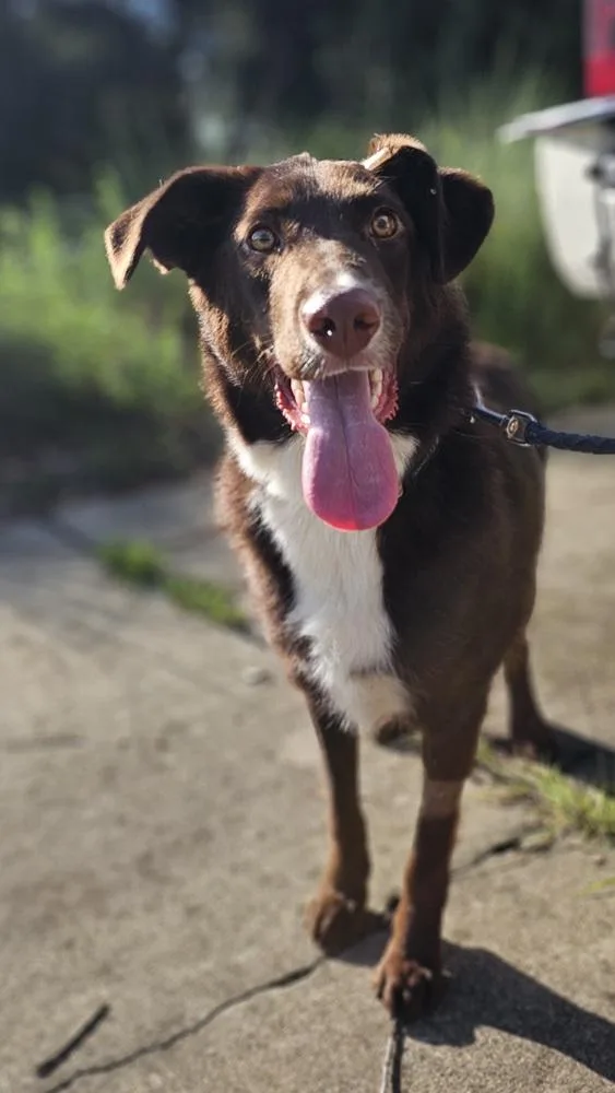 Cocoa Bean thumbnail 4