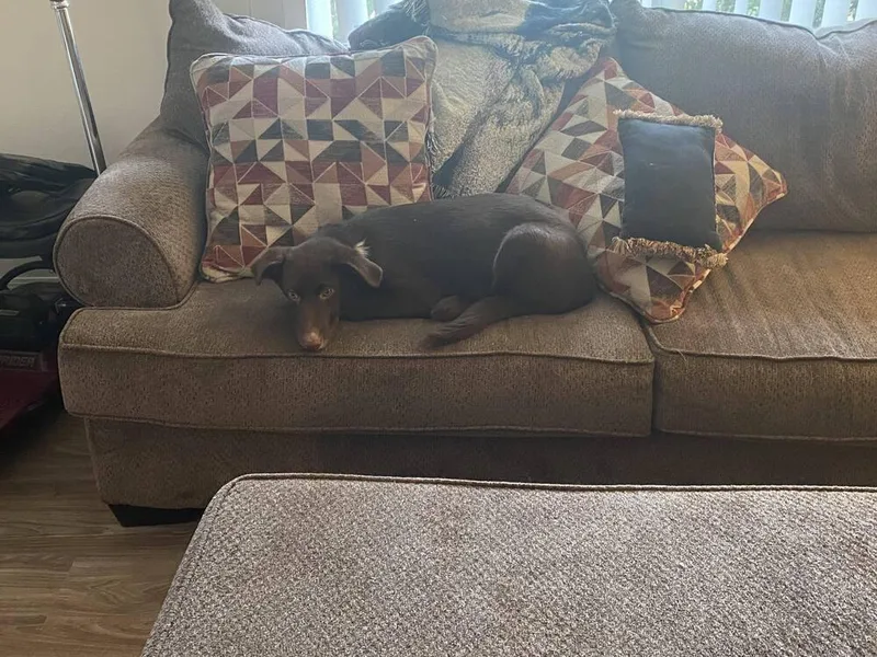 Cocoa Bean thumbnail 5