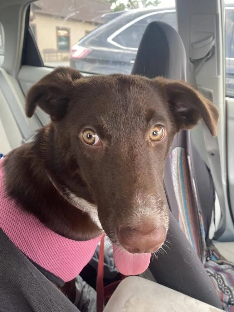 Cocoa Bean thumbnail 6