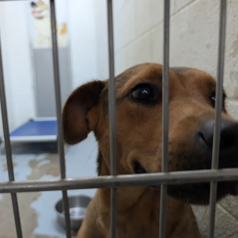 Looking For Owner
