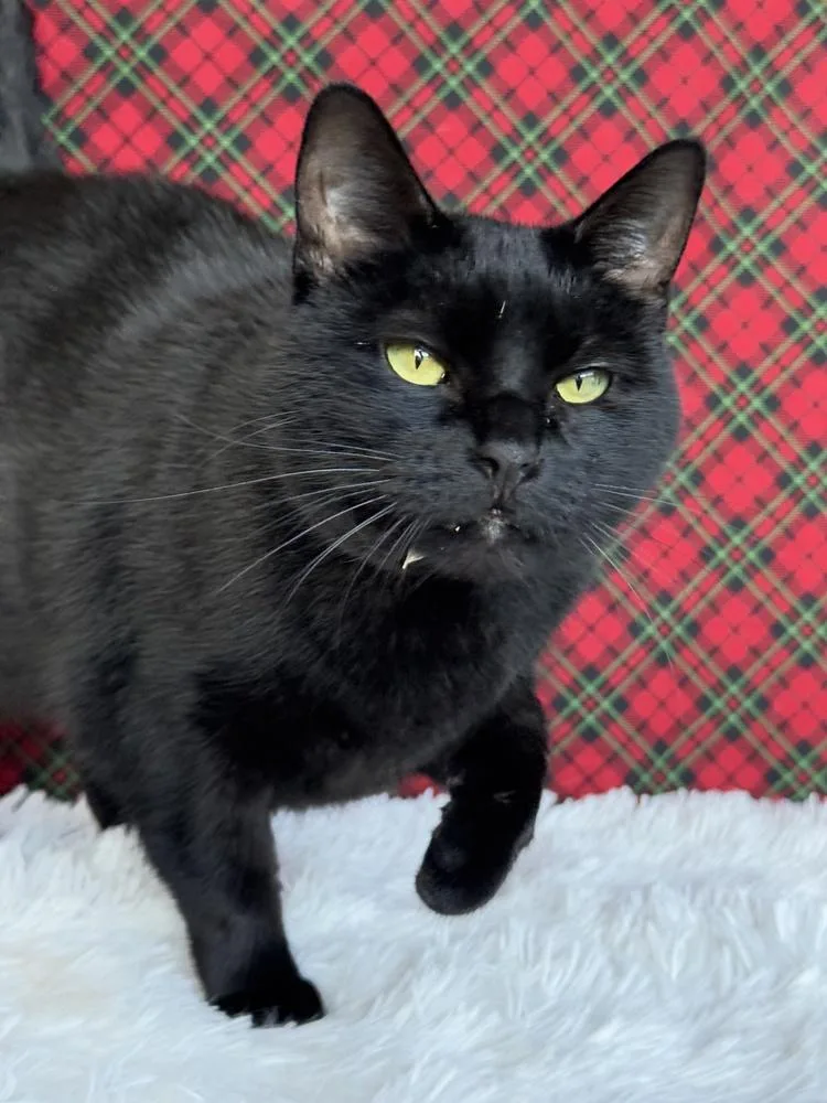 Druscilla thumbnail 3