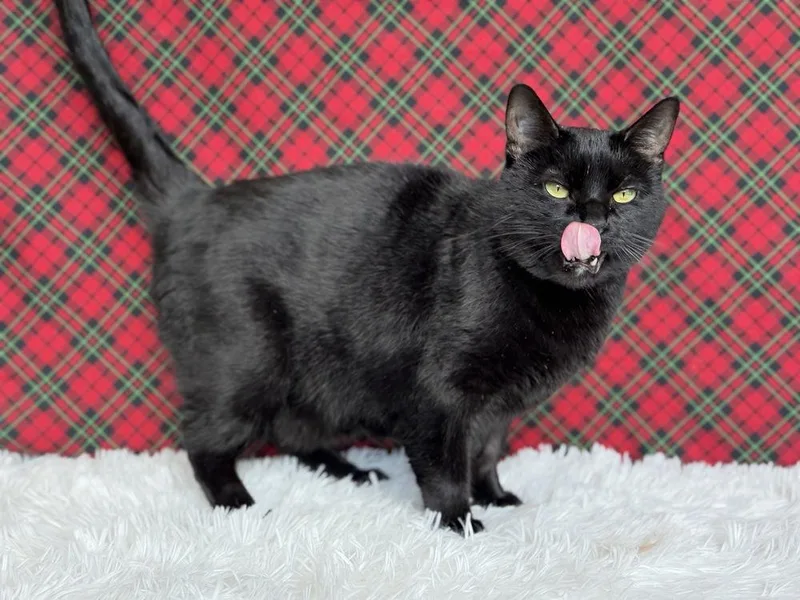 Druscilla thumbnail 4