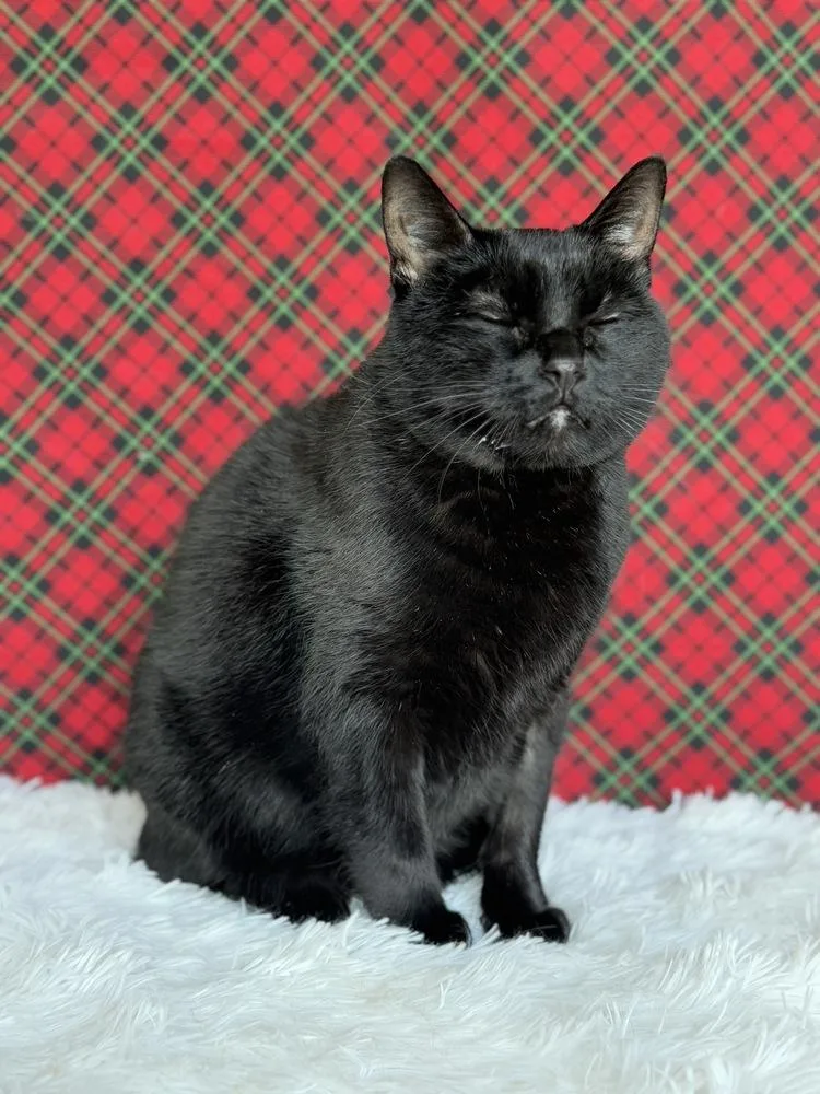 Druscilla thumbnail 5