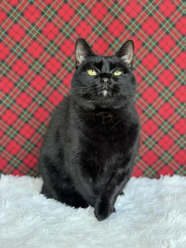 Druscilla thumbnail 6