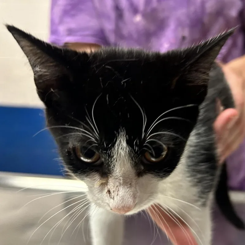 A baby small-sized female White Domestic Short Hair cat named Gina for adoption in Newport, NC