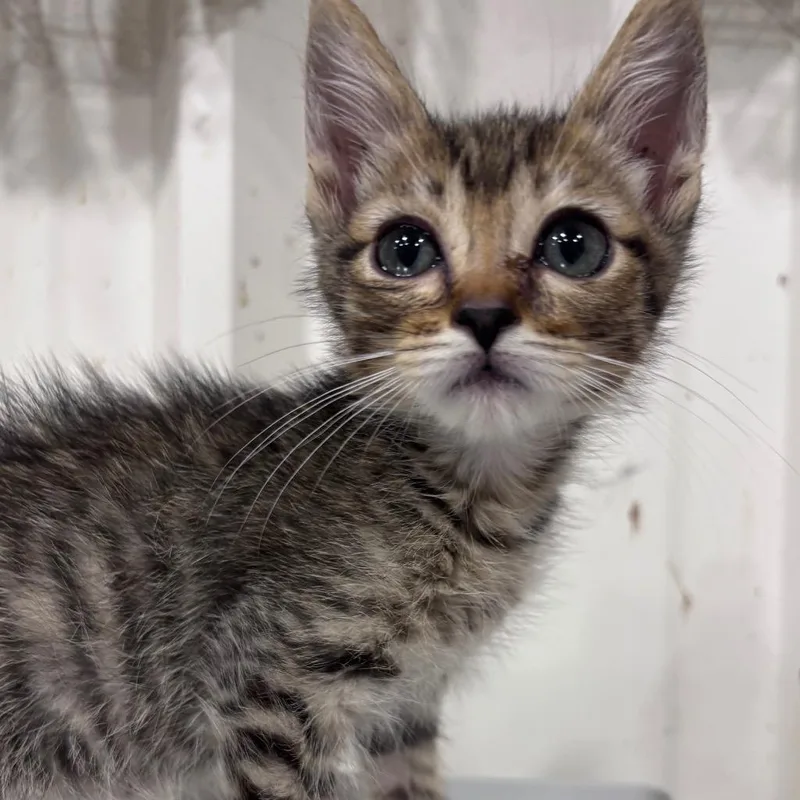 A baby small-sized male Domestic Short Hair cat named Whip for adoption in Corpus Christi, TX