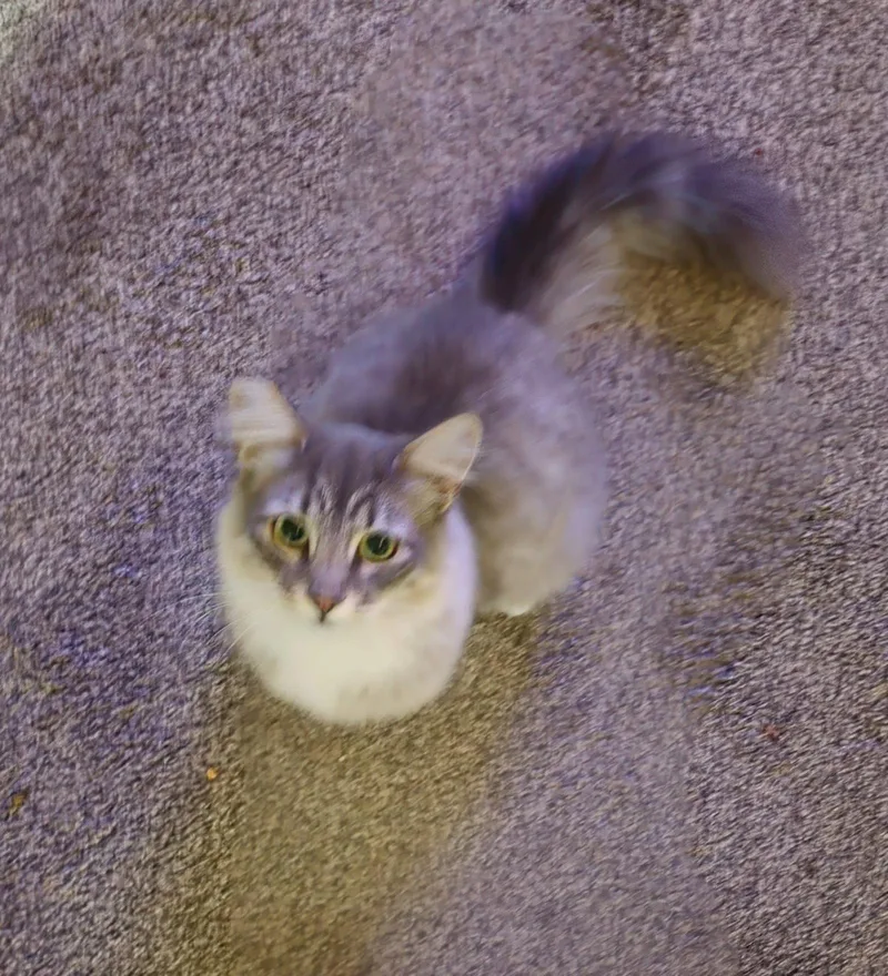 VICTORIA   Offered thumbnail 2