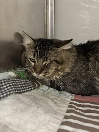 An adult small-sized male Domestic Long Hair cat named Sir William Edwards for adoption in Phoenix, AZ