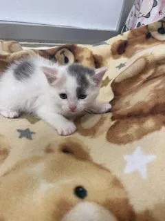 A baby small-sized female Dilute Calico cat named Elsa for adoption in Parlier, CA