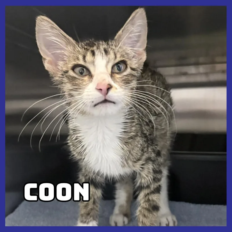 Coon Stray