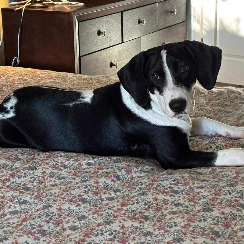 A young medium-sized male Black Hound dog named Bodhi for adoption in Bradenton, FL