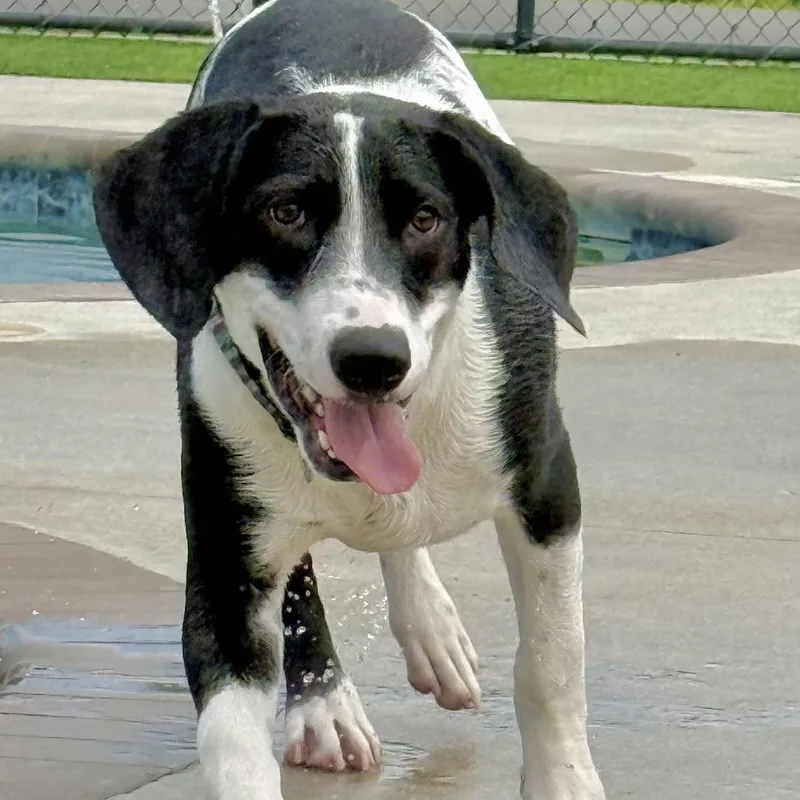 Bodhi thumbnail 2