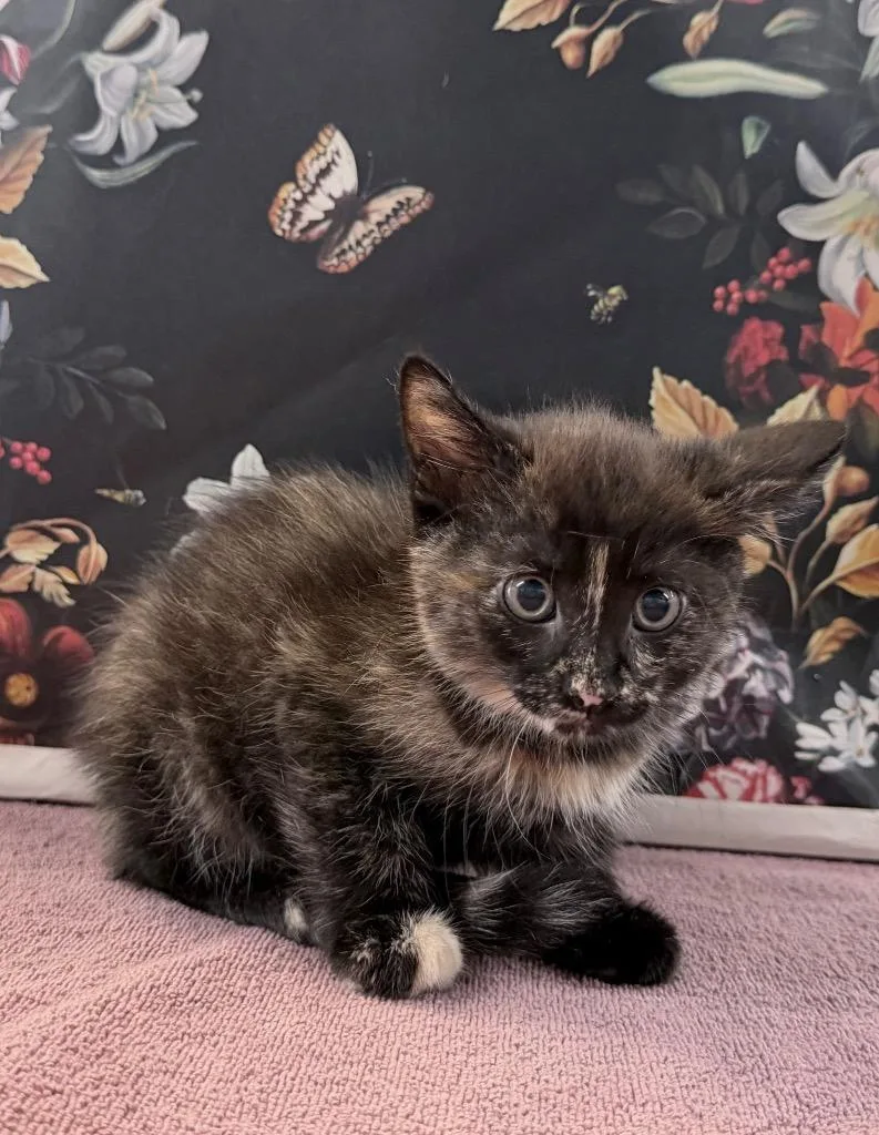 A baby medium-sized female Domestic Short Hair cat named Turtwig for adoption in Raleigh, NC