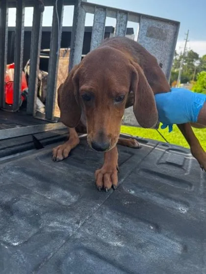 A baby medium-sized male Redbone Coonhound dog named Henry for adoption in Port Saint Joe, FL
