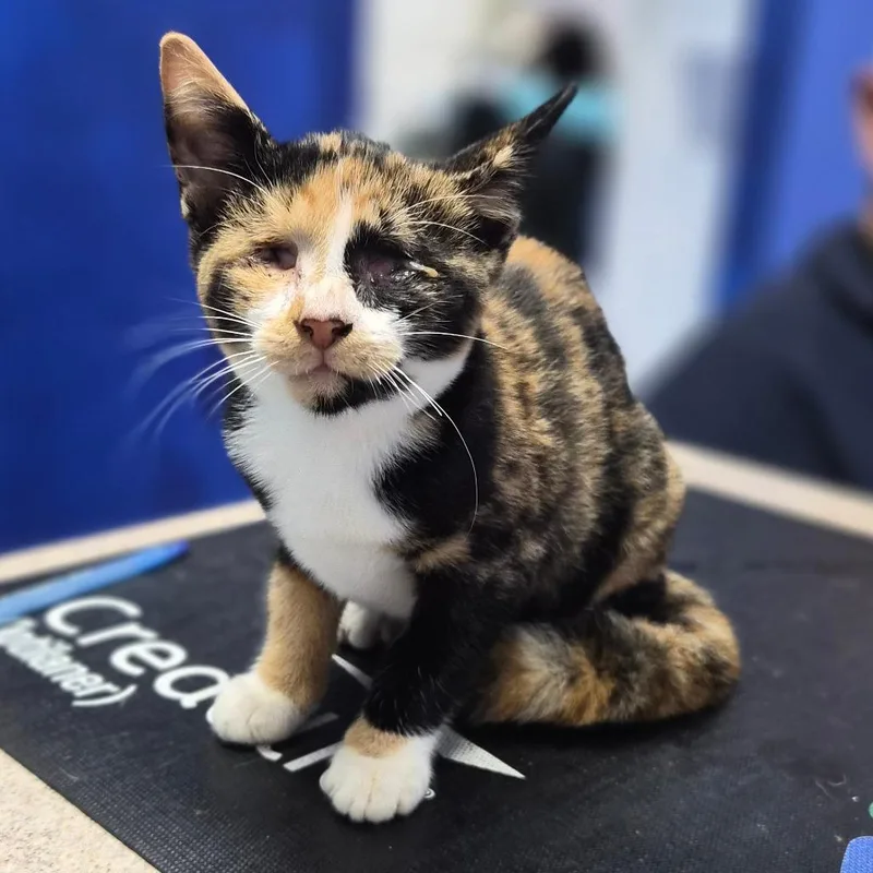 A baby small-sized female Domestic Short Hair cat named Spirit for adoption in Wahiawa, HI