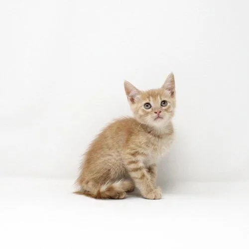 A baby medium-sized female Domestic Short Hair cat named Chamomile for adoption in Florence, AZ
