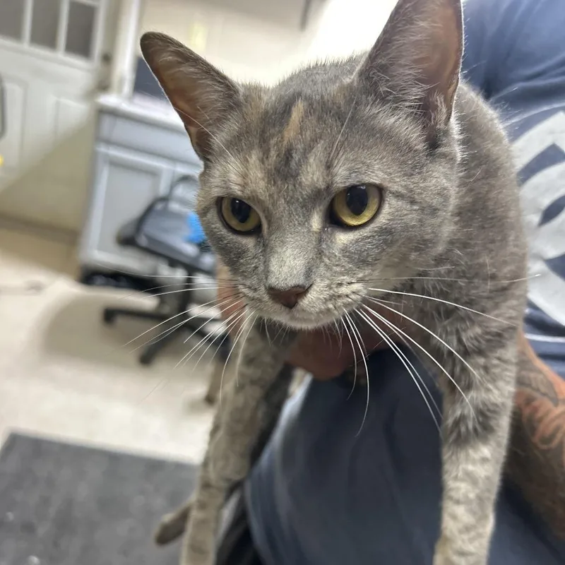 An adult medium-sized female Tortoiseshell Domestic Short Hair cat named Holly for adoption in Lewisburg, WV