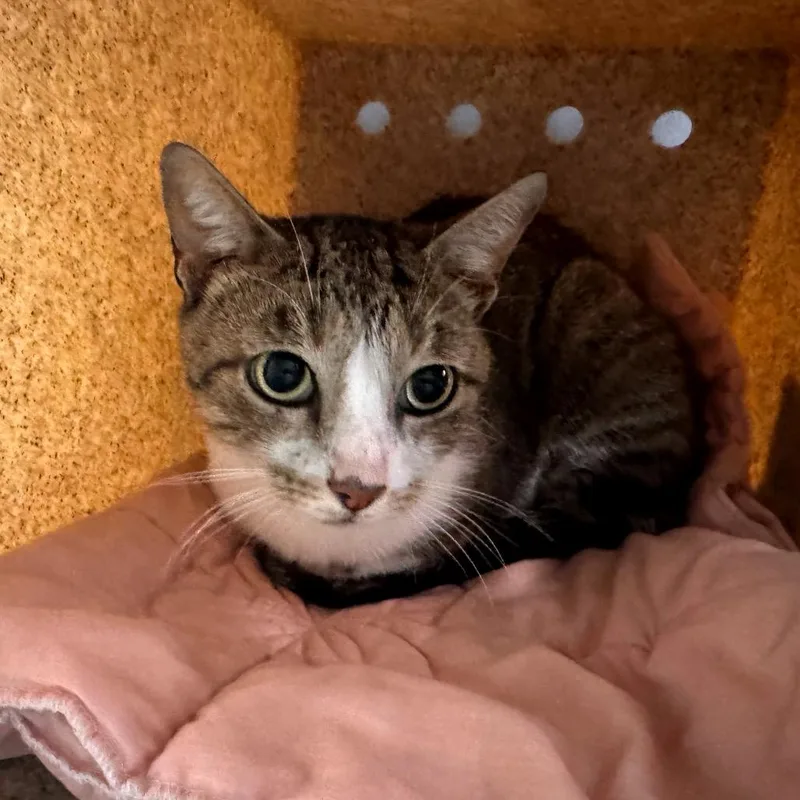 A young medium-sized male Domestic Short Hair cat named Joe for adoption in Buchanan Dam, TX
