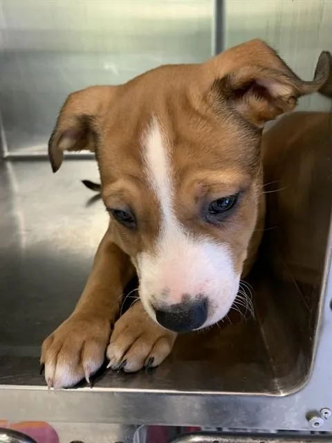 A baby small-sized female American Staffordshire Terrier dog named Ginger Spice for adoption in Grand Prairie, TX