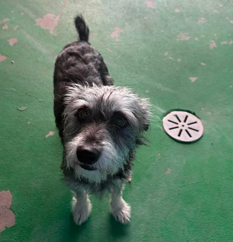A young small-sized male Apricot / Beige Miniature Schnauzer dog named Rivet for adoption in Phoenix, AZ