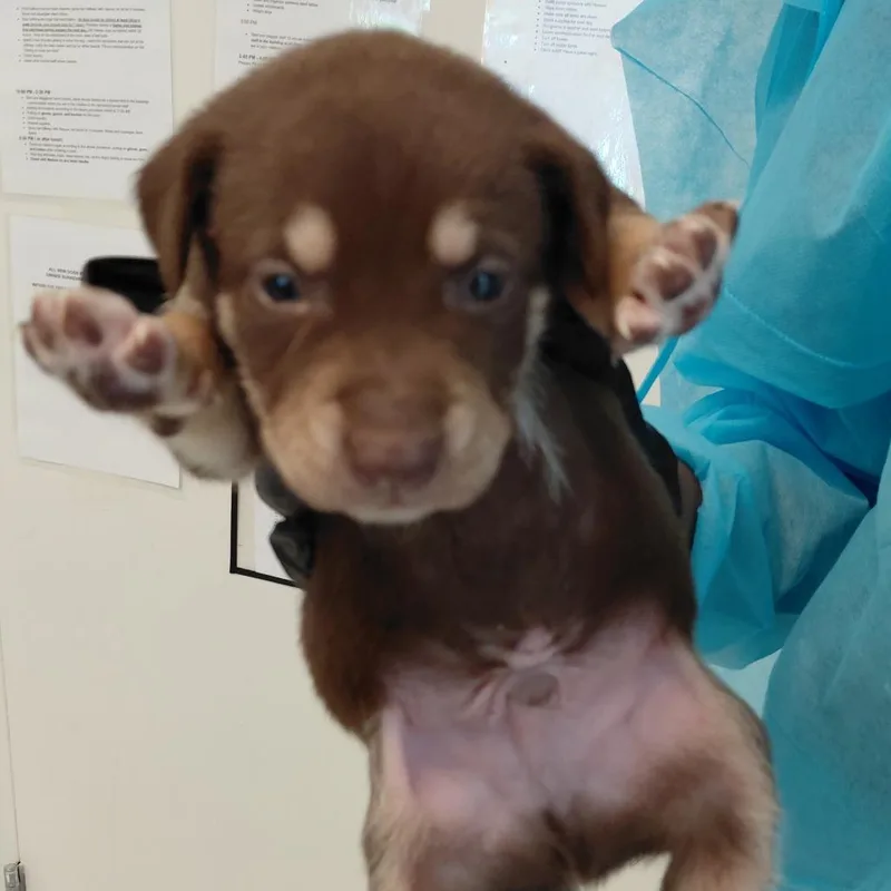 A baby medium-sized male Brown / Chocolate Mixed Breed dog named Polaris for adoption in LOXAHATCHEE, FL
