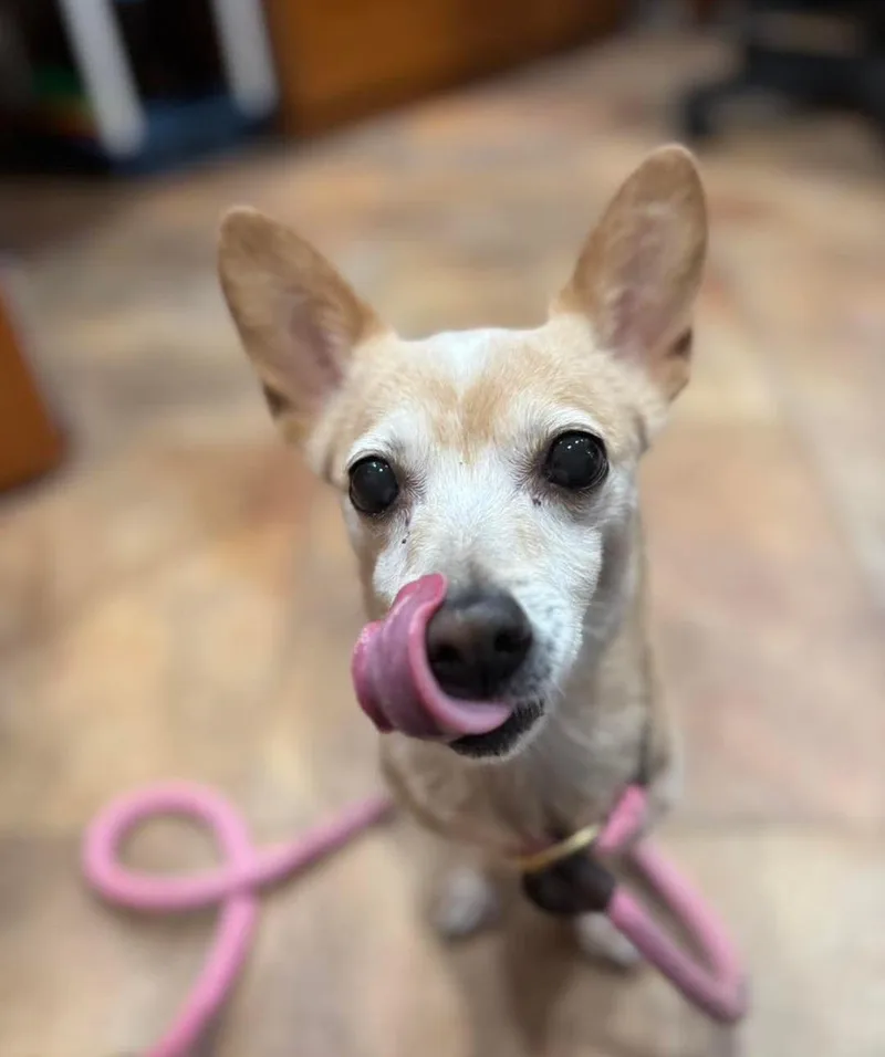 An adult small-sized female Apricot / Beige Chiweenie dog named #58  for adoption in Pawtucket, RI