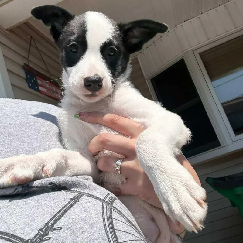 A baby medium-sized female Catahoula Leopard Dog dog named Lilith for adoption in Staten Island, NY