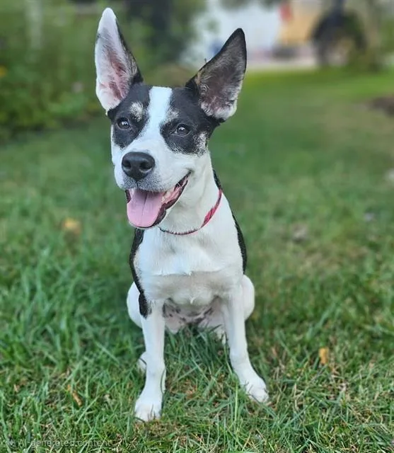 A young medium-sized female Mixed Breed dog named Poppy for adoption in Charlotte, NC