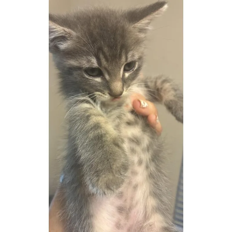 A baby small-sized female Gray / Blue / Silver Domestic Short Hair cat named Fidget for adoption in Austin, TX