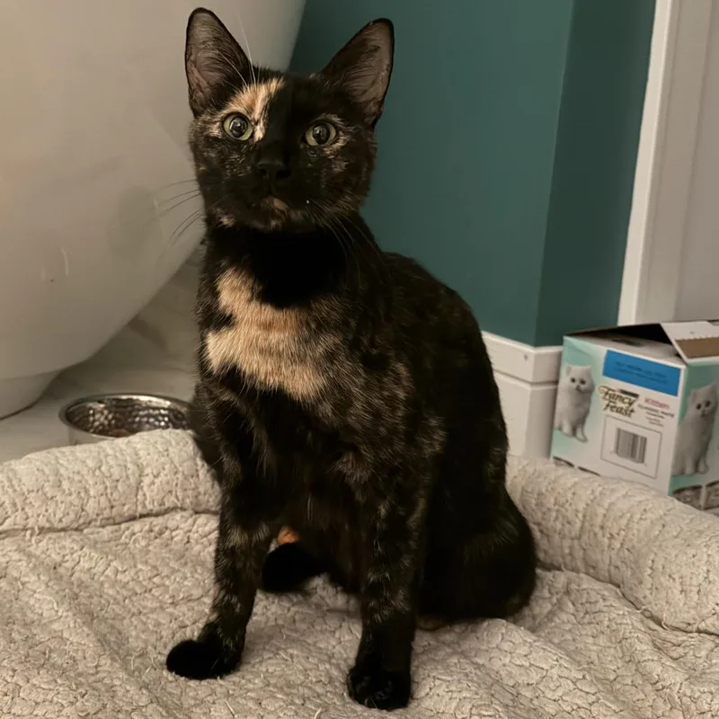 A young medium-sized female Buff / Tan / Fawn Domestic Short Hair cat named Callie Bean for adoption in Wheeling, IL