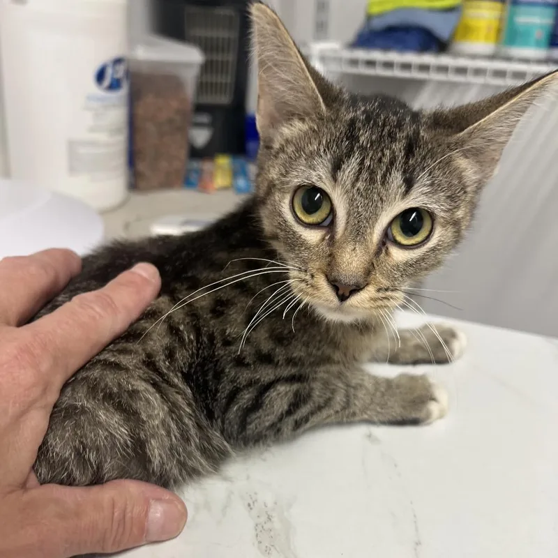 A baby small-sized female Domestic Short Hair cat named Axoloti for adoption in St. Louis, MO