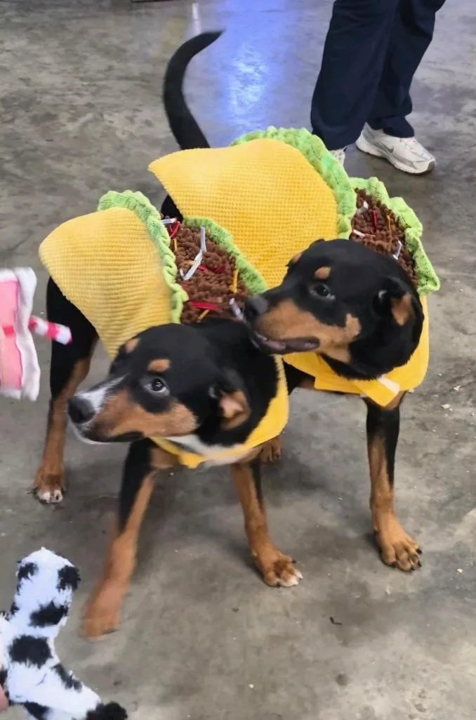 Dog Kennel  Ceasar thumbnail 2