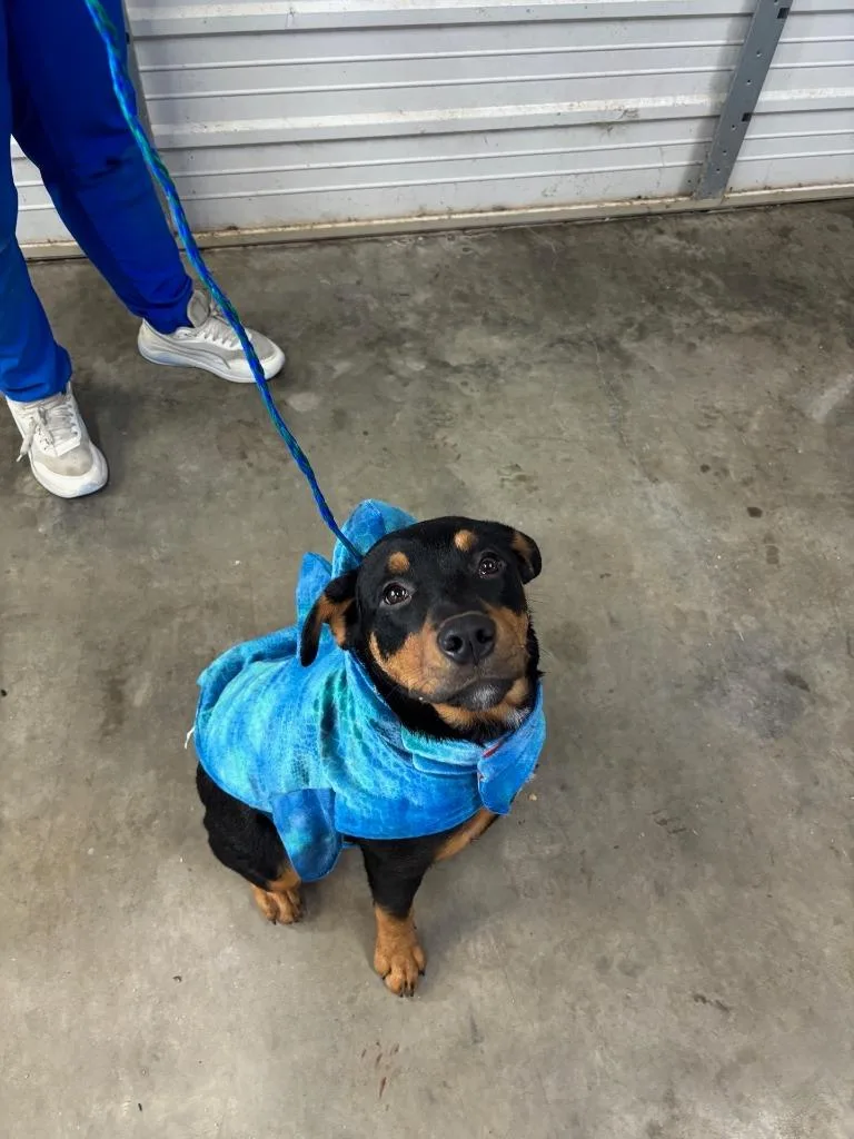 Dog Kennel  Ceasar thumbnail 4