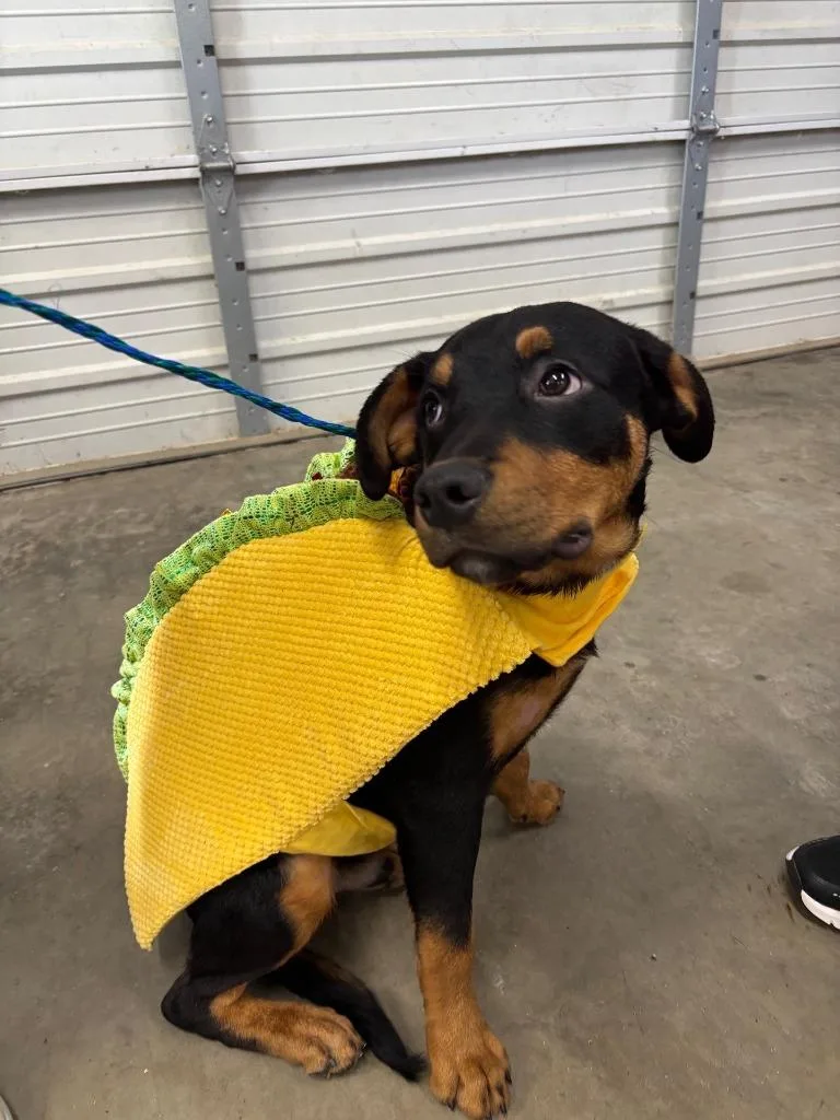 Dog Kennel  Ceasar thumbnail 5