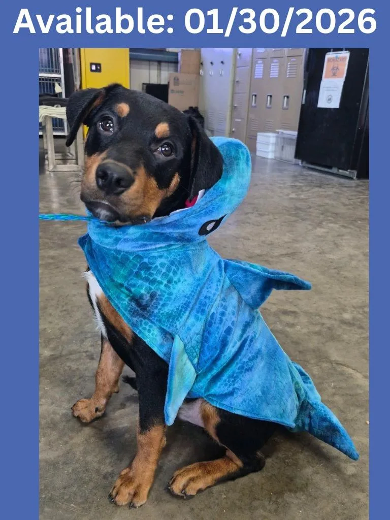 Dog Kennel  Ceasar thumbnail 6